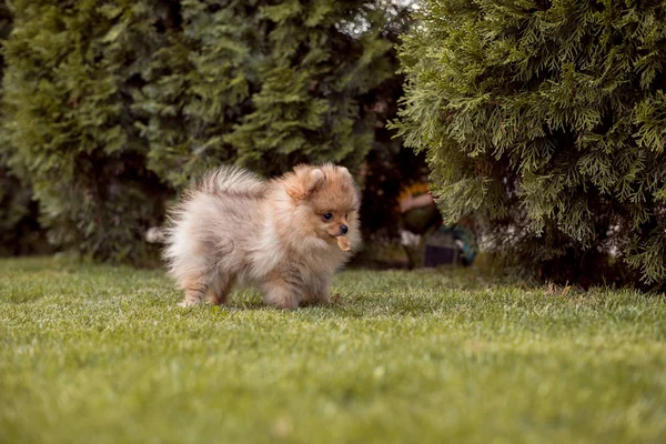 Kleine honden wandelen op het gras — Stockfoto