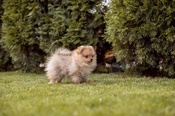 Küçük köpekler çimenlerin üzerinde yürüyüş