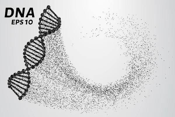 DNS-tól a részecskék. Sziluettjét a DNS áll kis körök. Vektoros illusztráció — Stock Vector