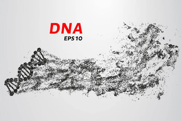 Parçacıkların DNA 'sı. DNA silueti küçük çemberlerden oluşur