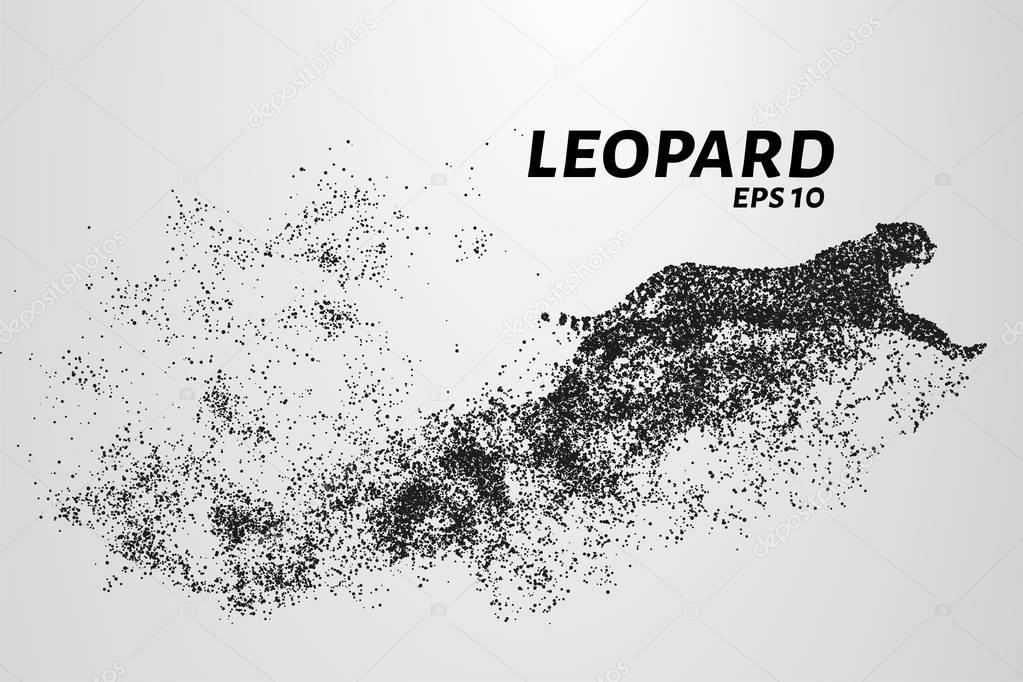 Leopard of particles. The leopard consists of circles and points. Vector illustration