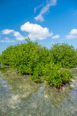 Küba adası. Atlantik Okyanusu. Bienvenidol. Cayo Blanco.