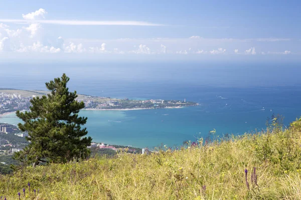 Uitzicht op Gelendzhik vanaf de hoogte van de Markoth bergkam. Op de voorgrond dennenboom, op de rug van een dikke Kaap van Gelendzhik vuurtoren. — Stockfoto