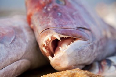 Ağla kaplı ahşap bir masanın üzerinde büyük taze iştah açıcı kırmızı bir balık yatıyor.. 
