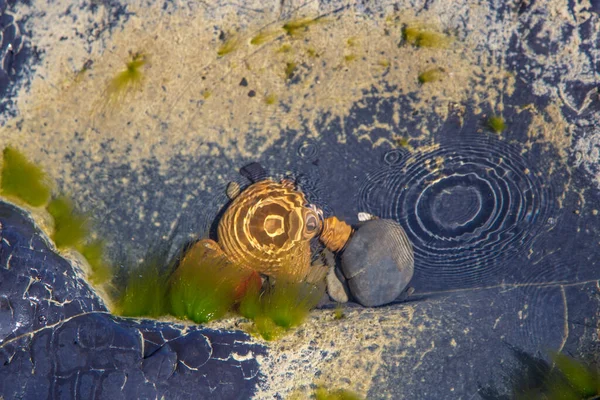 Smooth black stone under a layer of sea water. Background. There\'s some seaweed on the rock. Circles on the water from drops