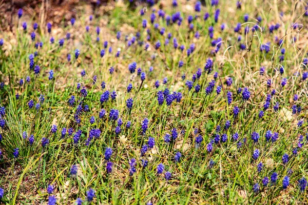 Многочисленные голубые весенние цветы на зеленой лужайке. Весенний фон — стоковое фото