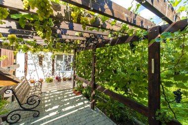 Kulübenin arka bahçesinde kirişlerden yapılmış ahşap bir kubbe var. Pergola. Çubuklarda üzüm yetişir ve gölge yaratır. Üzüm kümeleri görülebilir. Yerde asfalt döşemeler var..