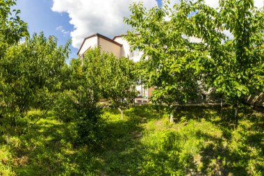 Kulübenin arka bahçesi güneşli bir günde meyve ağaçları ve yeşil çimlerle doludur. Ağaçların arasından kulübe binasını görebilirsin..