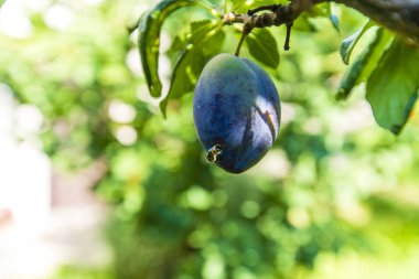 Bir dala asılmış mavi erikler ve çıkan reçine damlaları