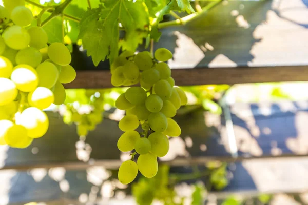 white bunch of grapes and grape shoots on wooden beams of pergola on a Sunny day