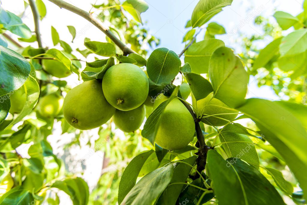 Unripe green pears hang on a tree among the leaves on a bright Sunny day
