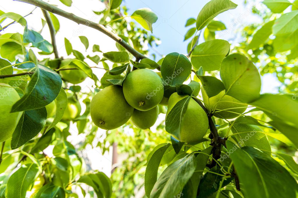 Unripe green pears hang on a tree among the leaves on a bright Sunny day