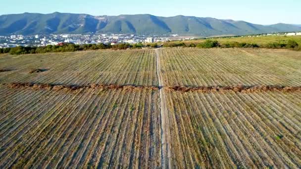 Πετώντας κατά μήκος ενός χωματόδρομου σε ένα γεωργικό τομέα. Ο δρόμος οδηγεί στα βουνά. Στις σειρές αγρών της συγκομιδής — Αρχείο Βίντεο