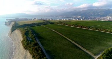 Gelendzhik yakınlarındaki Karadeniz kıyısında, üzüm bağları üzerinde düz sıra büyüyen uçuş. Ormandaki genç bir üzüm bağının kareleri. Deniz taşları ve Karadeniz 'den yaklaşıyoruz. Şeyde...