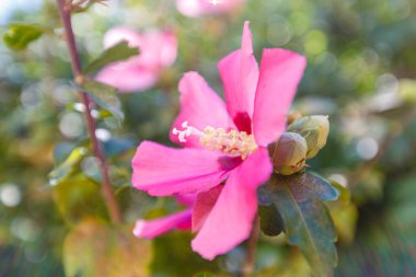 Parlak kırmızı tropikal bir çiçek ve büyük beyaz bir erkek keçi.