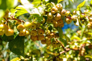 Çalılıklarda küçük yeşil elmalar yetişir.