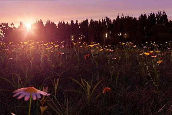 3d визуализация размытых ромашки цветок на лугу во время beauti — стоковое фото