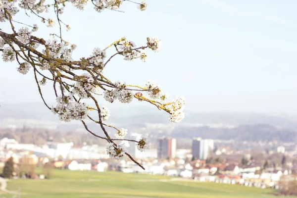 Des branches de pommier en fleurs suspendues devant le village Niederu — Photo