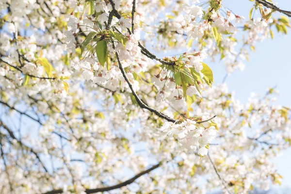 Florescendo flor de cereja na frente do céu azul — Fotografia de Stock