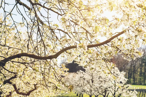 Florescendo flor de cereja na luz do sol na plantação — Fotografia de Stock