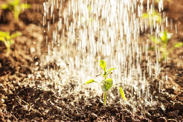 Semis vert de plante de paprika arrosé par douche sur le sol dans le — Photo