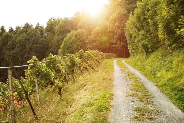 Vandringsled på vingården landskap i kväll solskenet — Stockfoto