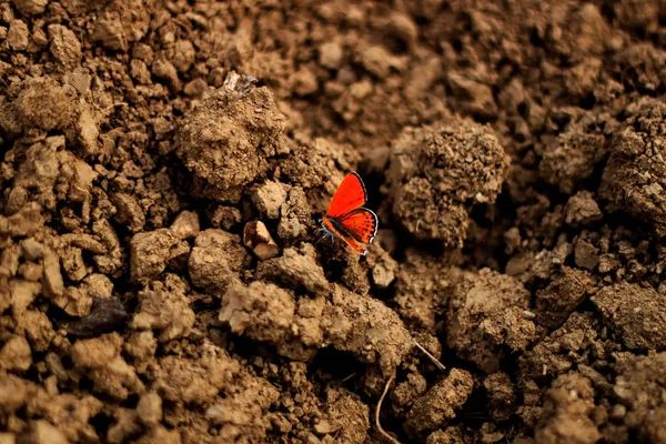 Roter Schmetterling auf braunem Boden — Stockfoto