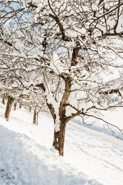 Pommiers couverts de neige — Photo