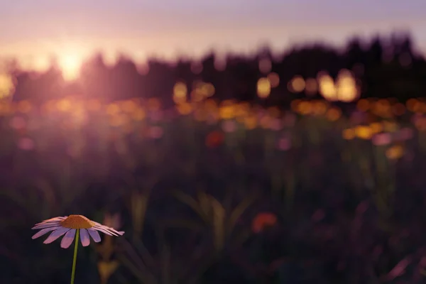 Beauti 동안 흐리게 풀밭에서 데이지 꽃의 3d 렌더링 — 스톡 사진