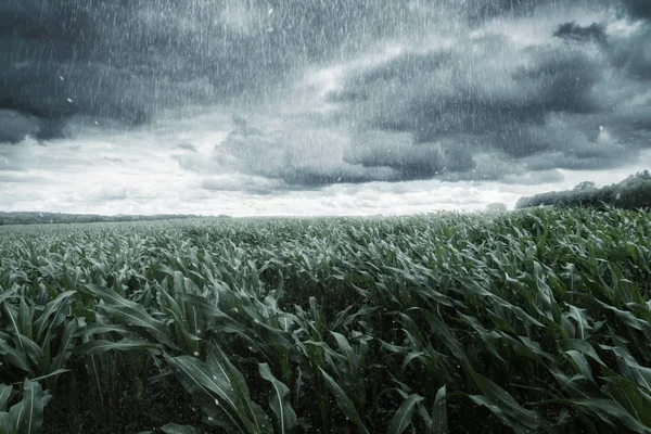 在戏剧性的云和雨的绿色玉米田 — 图库照片