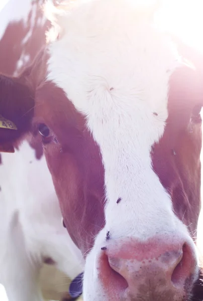 Primer plano de la vaca curiosa en la hermosa luz del sol — Foto de Stock