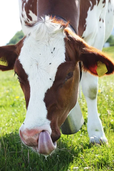 Zár megjelöl szemcsésedik-ból tehén, ami tisztítja az orra, a nyelv, az esti napsütésben — Stock Fotó