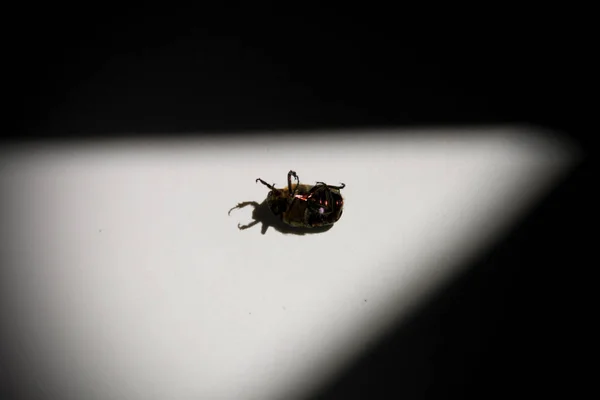 Couché peut scarabée à la baignoire — Photo