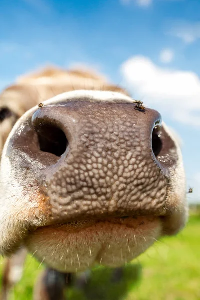Curioso olor a vaca con su nariz — Foto de Stock
