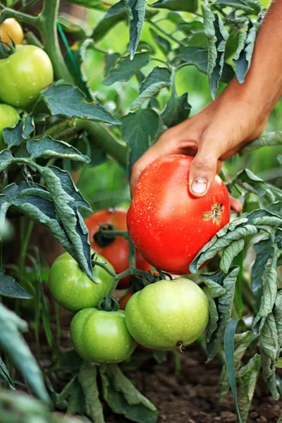 hand picking up ripe red tomatoes