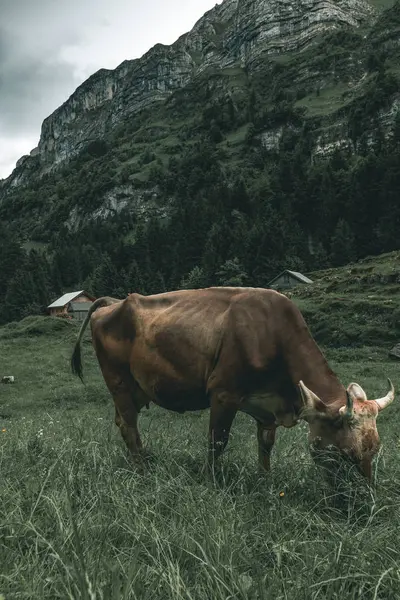Портрет гірської корови з рогами, які випасуються надворі в па — стокове фото