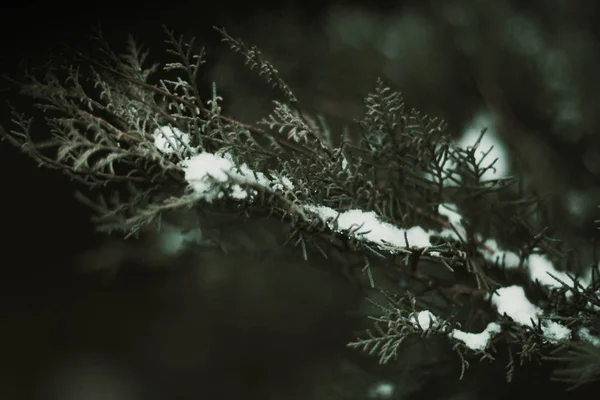 Gros plan de la branche de sapin vert recouverte de neige fondante — Photo