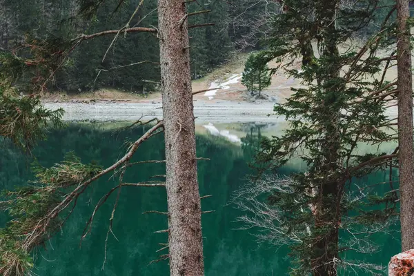 Seelapsee yeşil dağ gölü, A önünde iğne yapraklı ağaçlar — Stok fotoğraf
