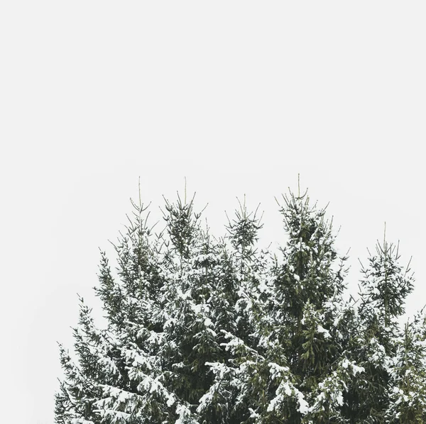 Schneebedeckter Gipfel der Tannen — Stockfoto