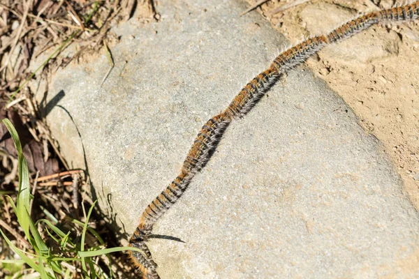 Une ligne de papillon de nuit de procession de pin marchant sur la pierre — Photo