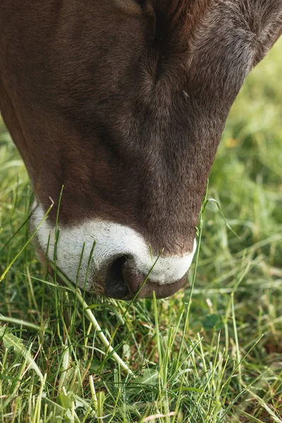Primer plano de la vaca pastando en el prado — Foto de Stock
