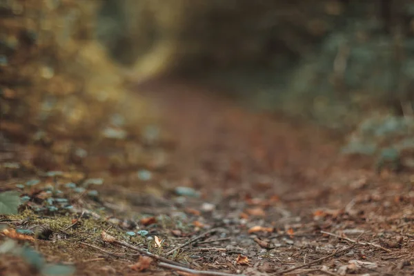 Colorful forest pathway in extreme depth of field — Stock Photo, Image