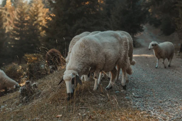 Випасаючі вівці біля гравійної дороги — стокове фото