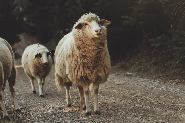 Neugierige zottelige Schafe laufen auf Schotterweg — Stockfoto