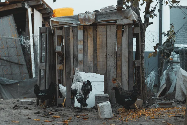 Poulailler désordonné auto-construit avec poulet en cours d'exécution dans un enc ouvert — Photo