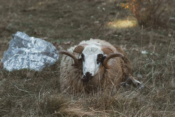 Portrait of resting ram with circle horns laying on wild field a — Stock Photo, Image
