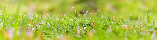 Dew drops on bright green grass. Blur green grass texture. Soft focus. Background