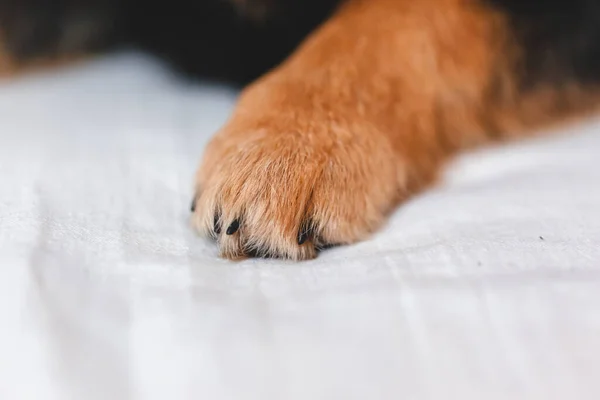 dog paw close up
