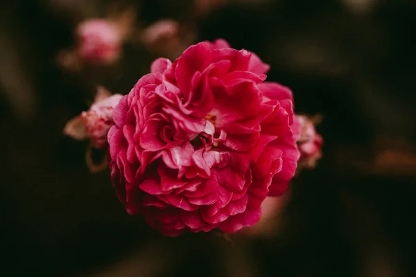 Beautiful dark pink rose in a garden. Selective focus. Toned image