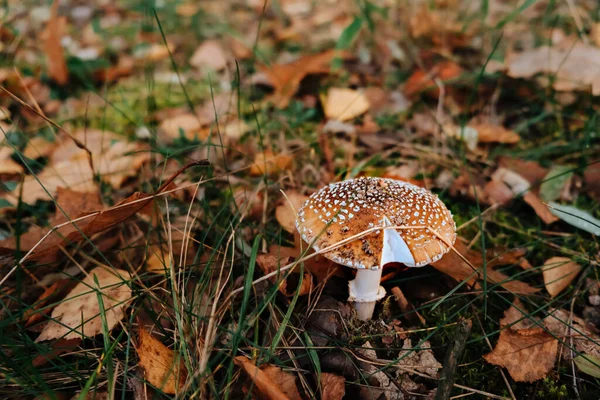 Brown Fly Agaric or King Fly Agaric growing on a autumn forest